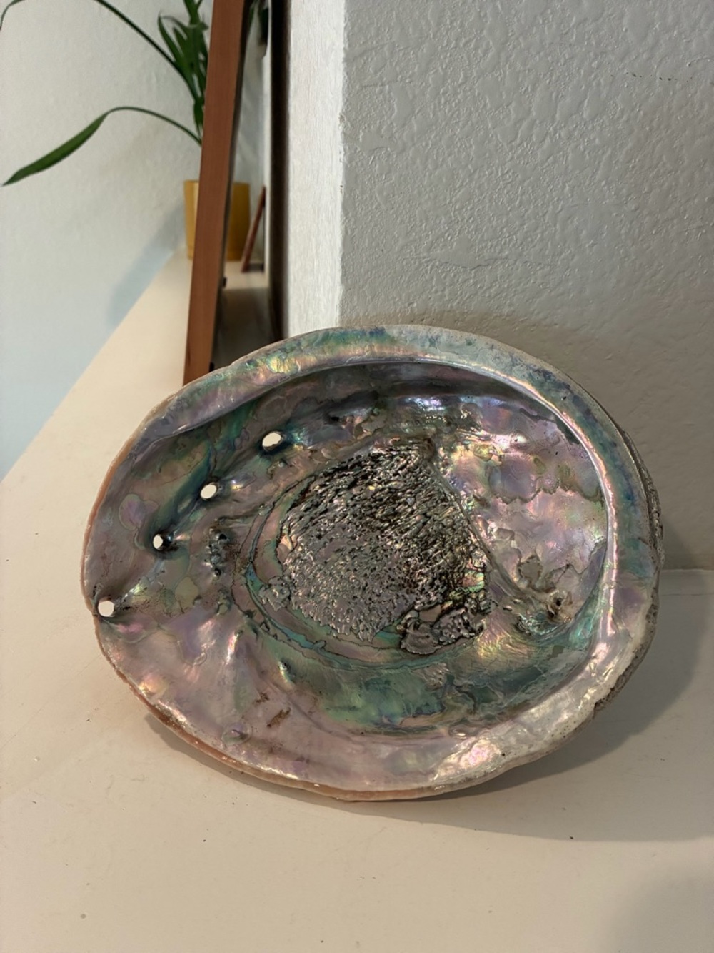 Vintage Iridescent Abalone Shell Pacific Ocean - Picture 5 of 5